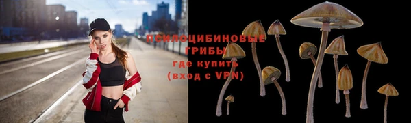 сатива Белокуриха